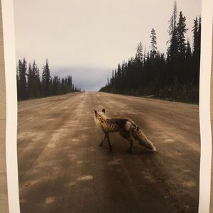 Urban Outfitters fox print